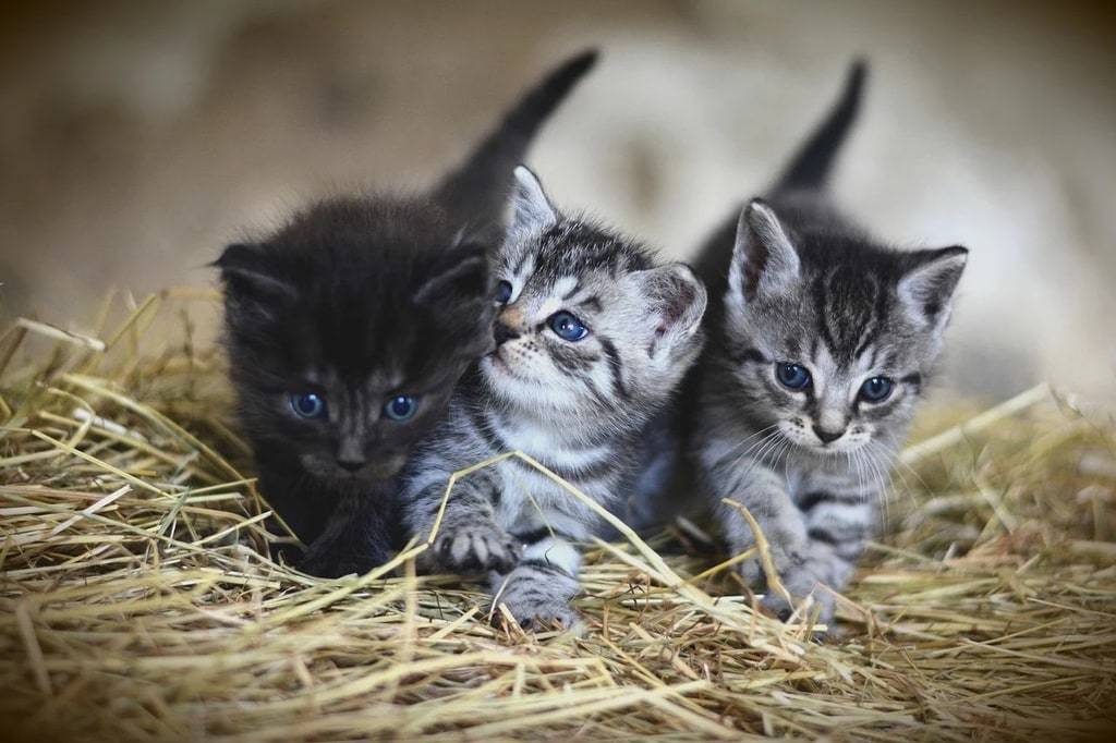 Pourquoi un arbre à chat est indispensable au quotidien ?