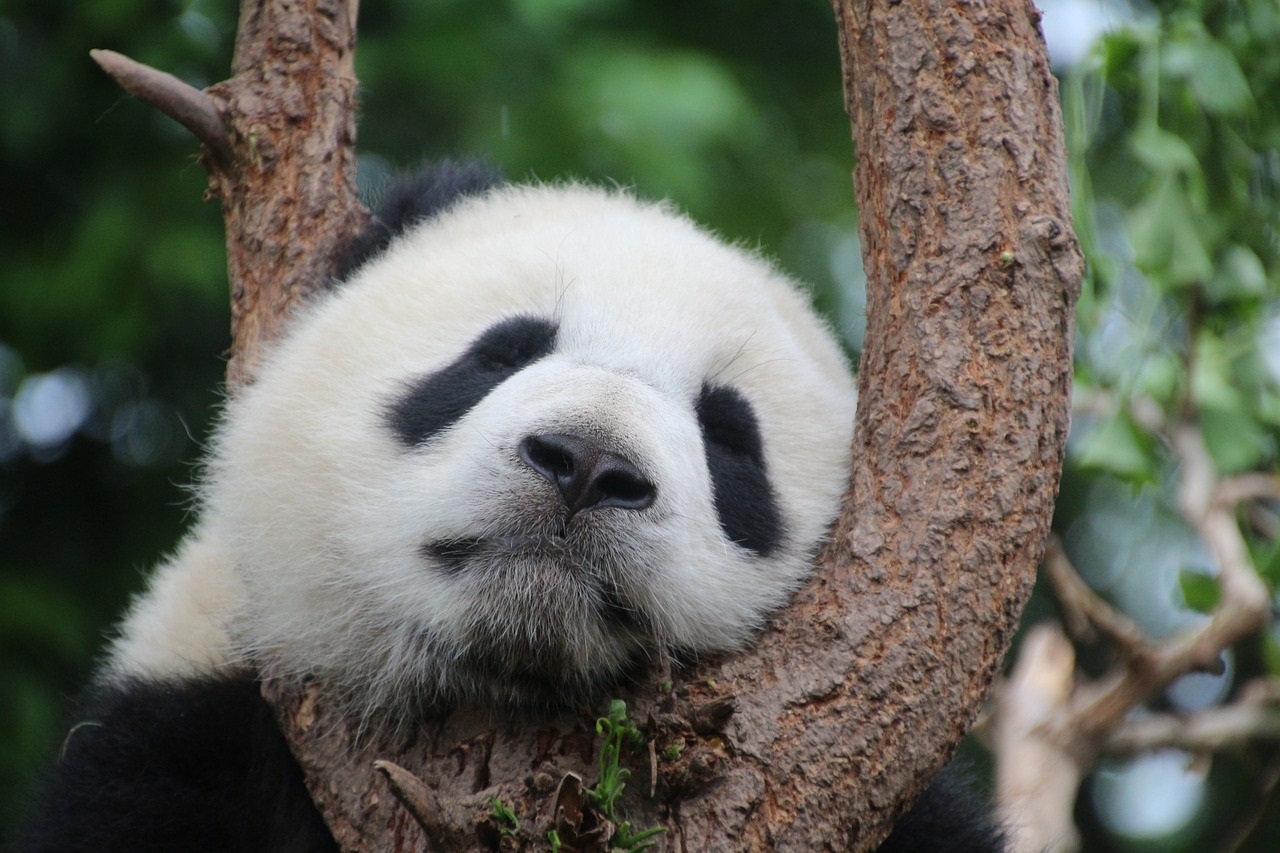 Que mangent vraiment les pandas géants ?
