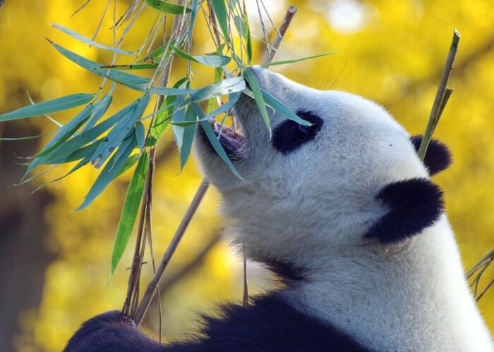 Que mangent vraiment les pandas géants&nbsp;&nbsp;?